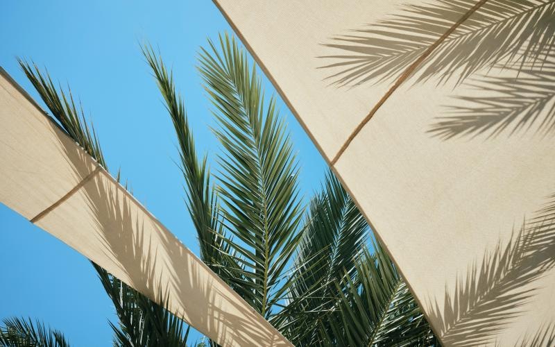 a group of palm trees